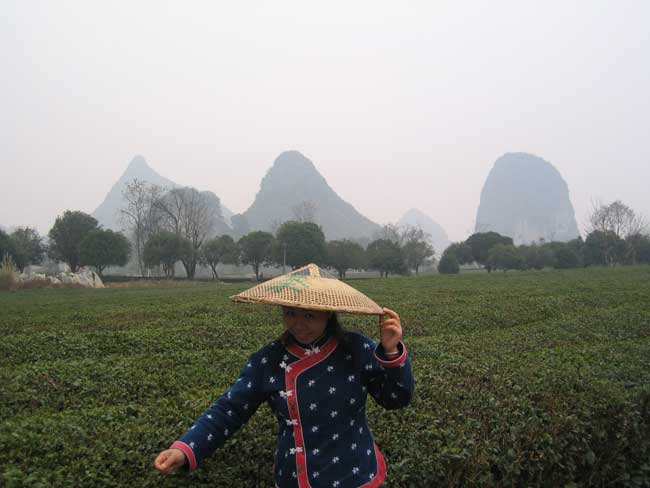 Tea plantation, Guilin