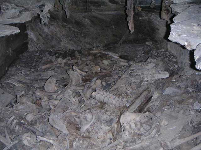 Plague victim bones in Shatili - 2km from Chechen border