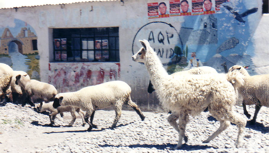 Colca Canyon, Peru - taken from the backseat of a makeshift cab on an extremely rocky and bumpy road